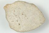 1.5" Fossil Phytosaur Scute - New Mexico - #192704-1